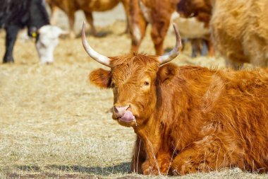 Kızıl Sığır, bahar tarlasında samanlıkta yatıyor. Et ve süt için kırmızı cins inek. Çiftçilik, serbest otlatma, sonbahar tarlası.