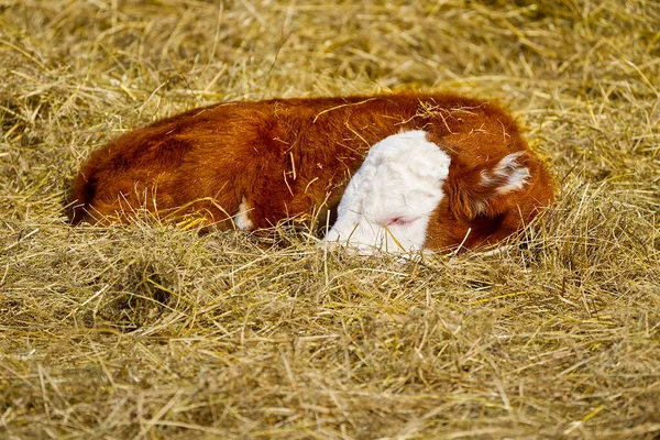 新しいチャンドラーの子牛ここで牛の品種、フィールドで春のスーツの下で寝ています。干し草の上で寝ている赤ん坊の牛 — ストック写真