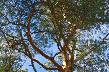 Çam ağacı dalları ve yaprakları mavi gökyüzü, aşağıdan vurulmuş. Büyük çam, aşağıdan bir fotoğraf.