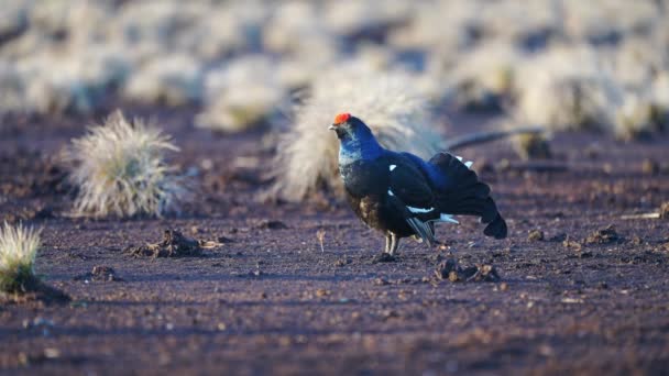 Black Grouse pe bog de primăvară gata de luptă. Culorile de primăvară ale maurilor cu Male Negru grouse lek — Videoclip de stoc