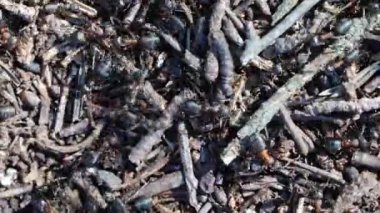 Çam ormanı karınca yuvası. Ormandaki kırmızı karıncaların hayatı. En güçlü böceklerin rutini..