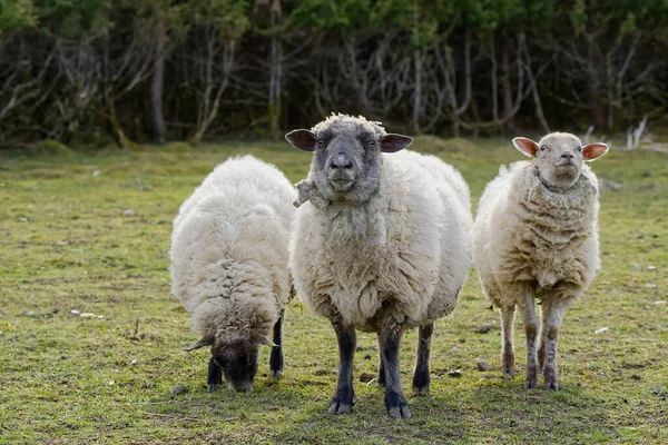 Ovejas comiendo hierba fresca. ovejas sin esquilmar en un campo de primavera. Ovejas mirando a la cámara, Agricultura, concepto de pastoreo libre —  Fotos de Stock