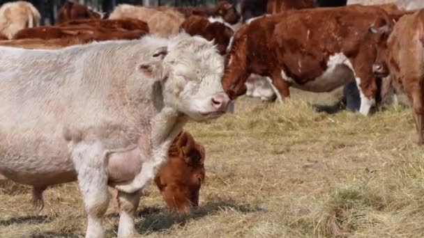 Charolais ve Chandler Herefords sonbahar tarlasında inek yiyorlar. Kahverengi ve beyaz boyalı inek. — Stok video