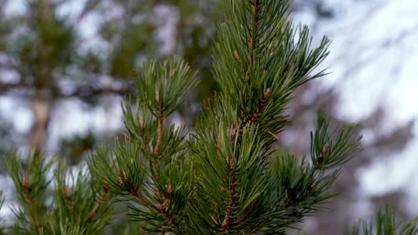 Tall trädgren med kottar närbild. Tallgren på våren vid solnedgången. — Stockvideo