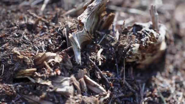 Mraveniště borového lesa. Život červených mravenců v lese. rutina nejmocnějšího hmyzu,. — Stock video