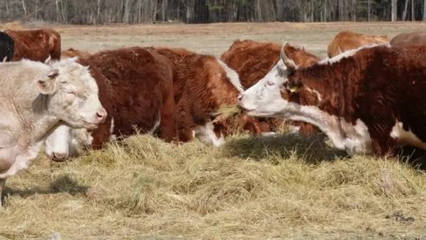 Charolais ve Chandler Herefords sonbahar tarlasında inek yiyorlar. Kahverengi ve beyaz boyalı inek. — Stok video