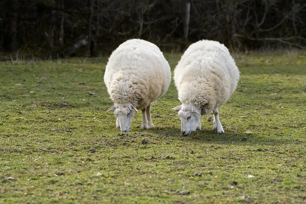 羊は新鮮な草を食べる。春の畑で羊の背が低い。羊のカメラ、農業、無料の放牧の概念を探して — ストック写真