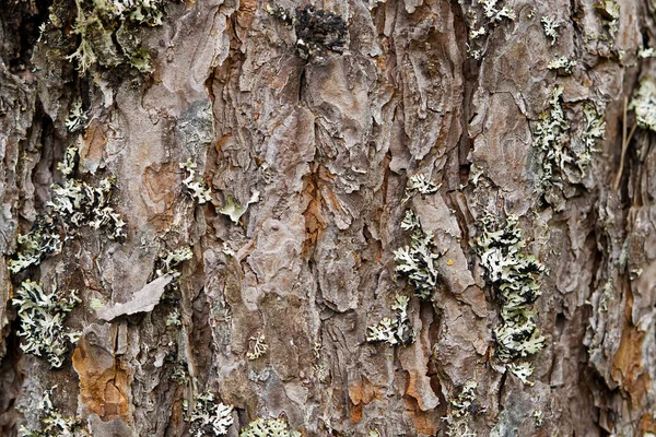 Texture of the nordic pine, bark. Natural structure of pine tree bark. Background