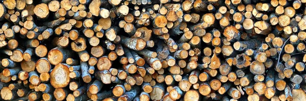 Industria della registrazione. alberi tagliati sono accatastati. tronchi prima di segare in tavole. albero taglio panorama — Foto Stock