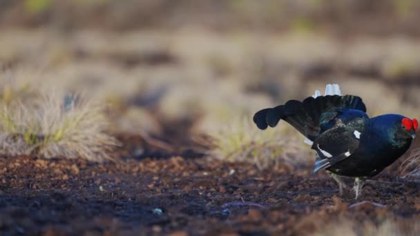 Black Grouse kevätsuolla valmiina taisteluun. Kevään värit nummien kanssa uros Musta metsäkangaspuut lek — kuvapankkivideo