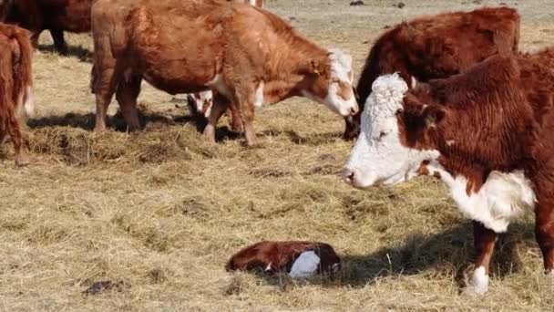 Charolais ve Chandler Herefords sonbahar tarlasında inek yiyorlar. Kahverengi ve beyaz boyalı inek. — Stok video