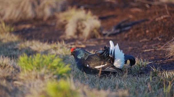 Tétras noir sur tourbière printanière prêt pour le combat. Couleurs printanières des landes avec Mâle Tétras noir lek — Video