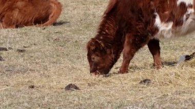 Charolais ve Chandler Herefords sonbahar tarlasında inek yiyorlar. Kahverengi ve beyaz boyalı inek.