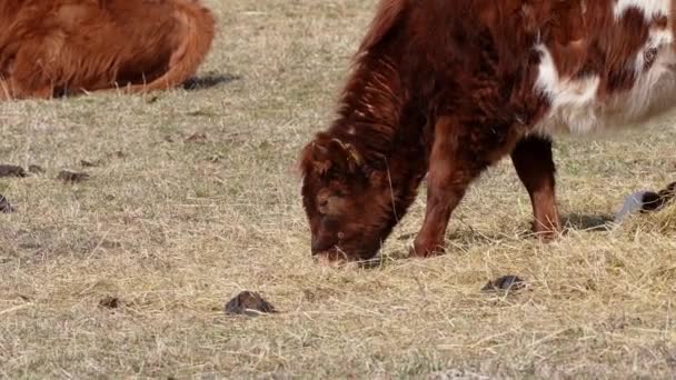 Харолей і Чендлер Герфордс їдять корову на осінньому полі. Коричнева і біла корова.. — стокове відео