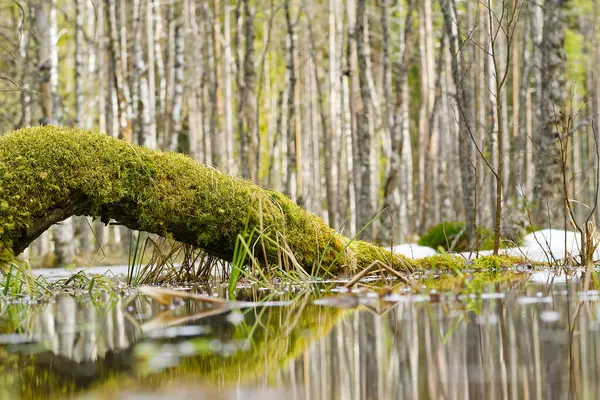 Raně jarní borovicová zalesněná bažina v Estonsku s otevřenou vodou a sněhem — Stock fotografie