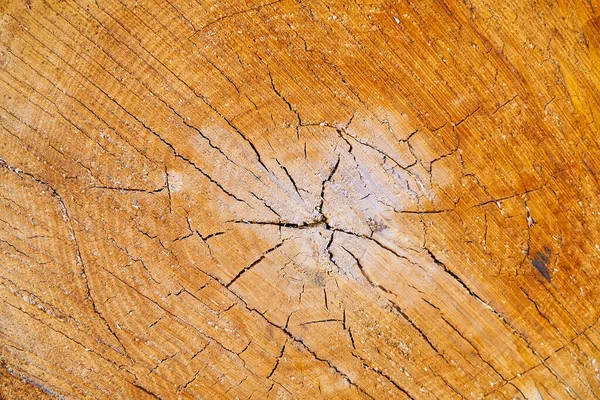 Hout textuur op een snede van een boom. Houtindustrie. hout van boomstronk — Stockfoto