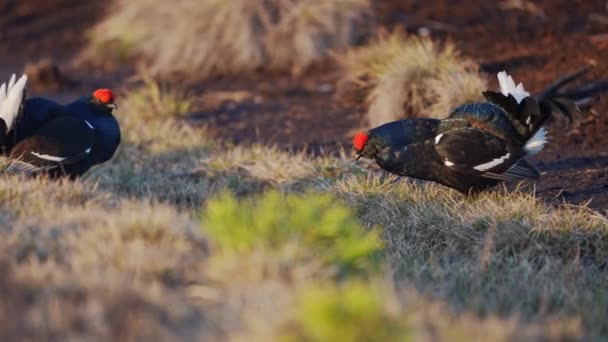 Black Grouse på vårmossen redo för strid. Vårfärger av hedar med manlig svart ripa lek — Stockvideo