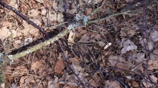 Formigueiro. Vida de formigas vermelhas na floresta. a rotina dos insetos mais poderosos. — Vídeo de Stock