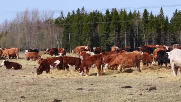 Charolais et Chandler Herefords mangent des vaches au champ d'automne. Vache de peinture brune et blanche. — Video