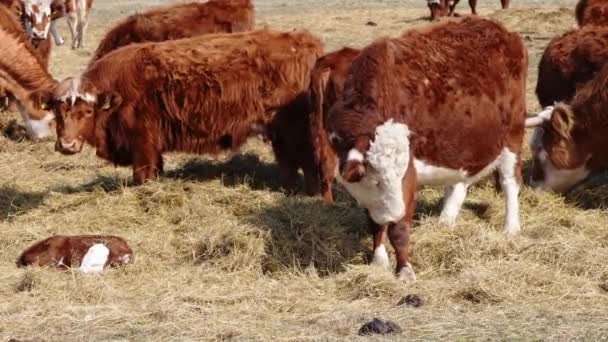 Charolais ve Chandler Herefords sonbahar tarlasında inek yiyorlar. Kahverengi ve beyaz boyalı inek. — Stok video