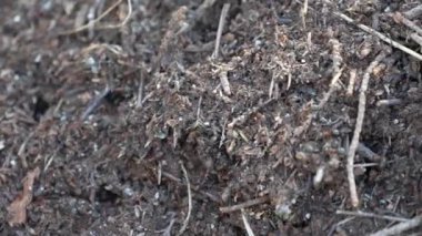 Çam ormanı karınca yuvası. Ormandaki kırmızı karıncaların hayatı. En güçlü böceklerin rutini..