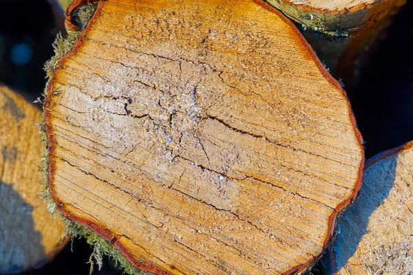 Hout textuur op een snede van een boom. Houtindustrie. hout van boomstronk — Stockfoto