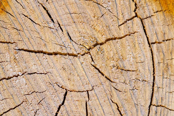 Hout textuur op een snede van een boom. Houtindustrie. hout van boomstronk — Stockfoto