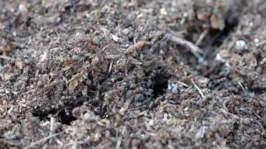 Çam ormanı karınca yuvası. Ormandaki kırmızı karıncaların hayatı. En güçlü böceklerin rutini..