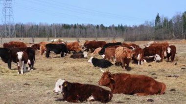 Charolais ve Chandler Herefords sonbahar tarlasında inek yiyorlar. Kahverengi ve beyaz boyalı inek.