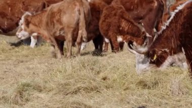 Charolais ve Chandler Herefords sonbahar tarlasında inek yiyorlar. Kahverengi ve beyaz boyalı inek.