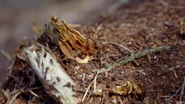 Tallskogens myrstack. De röda myrornas liv i skogen. rutinen för de mäktigaste insekterna. — Stockvideo