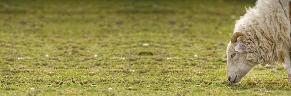 春の牧草地で羊の背が低い。村の農場で育った美しい天然の羊 — ストック写真