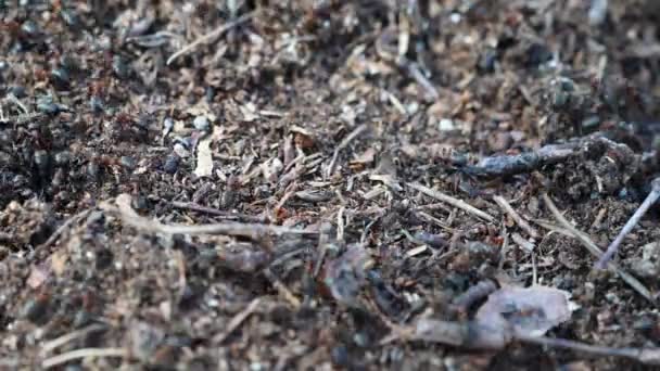Mrowisko lasu sosnowego. Życie czerwonych mrówek w lesie. rutyna najpotężniejszych owadów. — Wideo stockowe