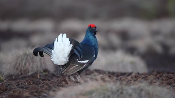 Tétras noir sur tourbière printanière prêt pour le combat. Couleurs printanières des landes avec Mâle Tétras noir lek — Video