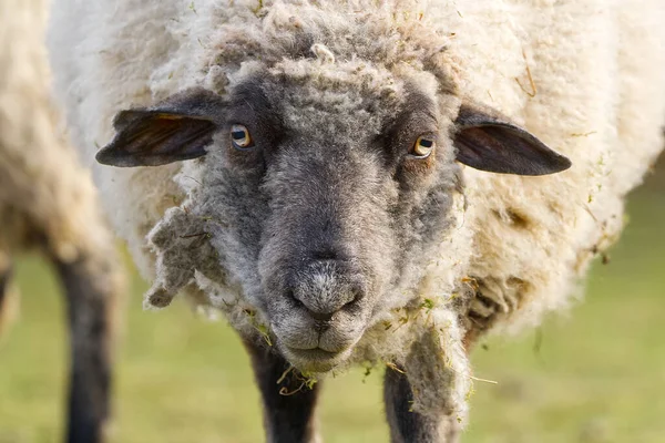 春の牧草地で羊の背が低い。村の農場で育った美しい天然の羊 — ストック写真