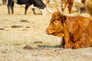 Kızıl Sığır, bahar tarlasında samanlıkta yatıyor. Et ve süt için kırmızı cins inek. Çiftçilik, serbest otlatma, sonbahar tarlası.