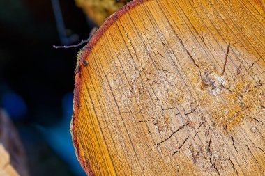 Bir ağaç kesiğindeki ahşap doku. Kereste endüstrisi. ağaç kütüğünün ahşap günlük dokusu