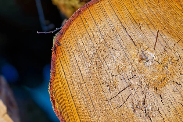 La textura de madera sobre el corte del árbol. industria maderera. textura de tronco de madera del tronco de árbol — Foto de Stock