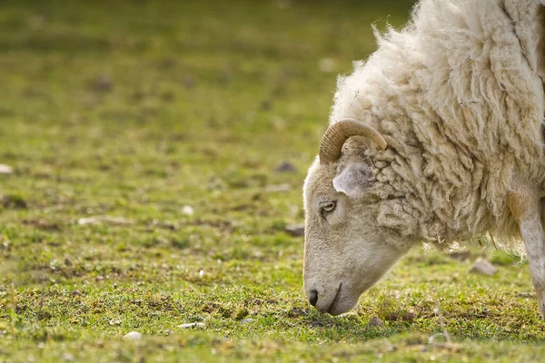 春の牧草地で羊の背が低い。村の農場で育った美しい天然の羊 — ストック写真