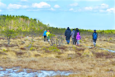 Bataklıkta ördek tahtaları üzerinde yürüyen bir grup genç. Doğa keşfi. Bataklıkta ya da bataklık yolunda yürüyüş yapan arkadaşlar, sahil yolunda. Estonya