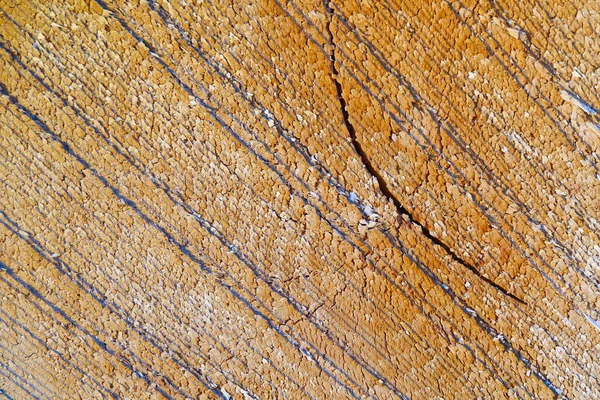 Текстура дерева на кромке дерева. деревообрабатывающая промышленность. Деревянная текстура пня — стоковое фото