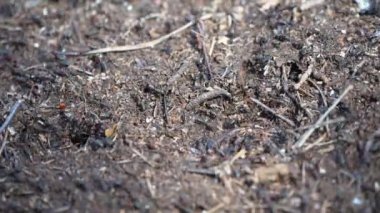 Çam ormanı karınca yuvası. Ormandaki kırmızı karıncaların hayatı. En güçlü böceklerin rutini..