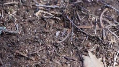 Çam ormanı karınca yuvası. Ormandaki kırmızı karıncaların hayatı. En güçlü böceklerin rutini..