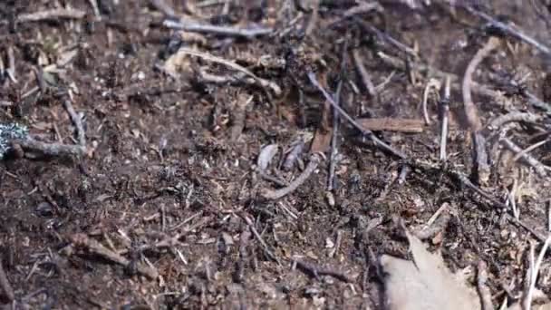 Sarang semut hutan pinus. Kehidupan semut merah di hutan. rutinitas yang paling kuat serangga. — Stok Video