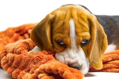 Beagle yavrusu, beyaz arka planda sıcak turuncu bir battaniyeyle yatıyor..