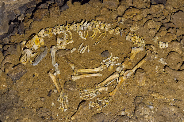 Кости скелета пещерного медведя. Скелет пещерного медведя. Урсус спелой.