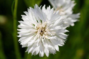 Beyaz Arı Çiçeği, doğal arkaplanı kapat