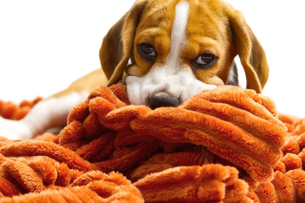 Beagle cachorro se encuentra con una manta naranja cálido sobre fondo blanco. —  Fotos de Stock