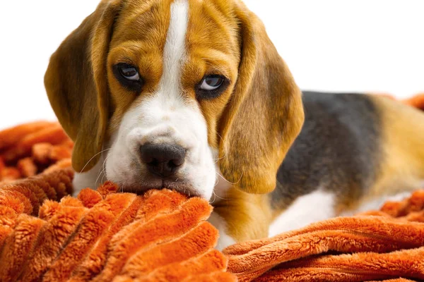 Beagle puppy ligt met een warme oranje deken op witte achtergrond. — Stockfoto