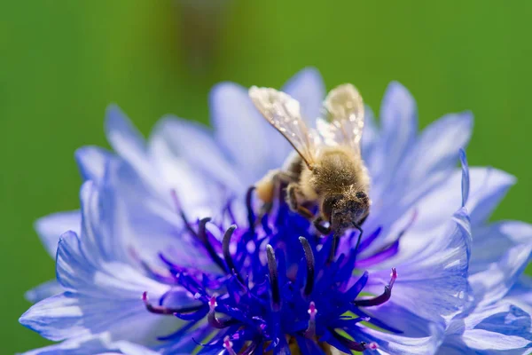 L'abeille recueille le pollen d'un bleuet. bleuet bleu avec abeille, gros plan sur fond naturel — Photo